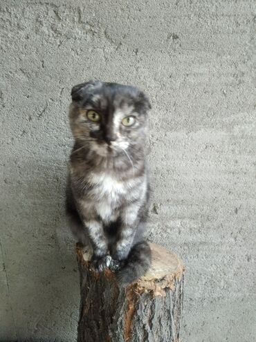 котята в добрые руки бишкек: 5 месяцев, Девочка