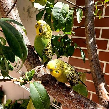 sevgi qusu: 🦜 Erkək və Dişi Cüt Dalğalı Tutuquşuları 🦜 Həyətdə belə uçub — 2