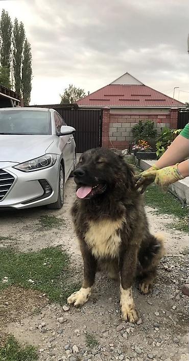 СРОЧНО! Продаётся кавказская овчарка, кобель, 5 лет. Есть родословная