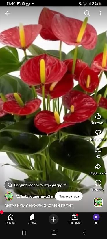 Антуриумы: Комнатные цветы в горшках — праздничная коллекция: - Антуриум — 1