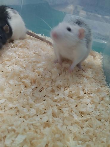 Крысы: 🐭 Дамбо Продаются два мальчика-крысы! 🖤🤍 Очень активные, ручные, милые — 3