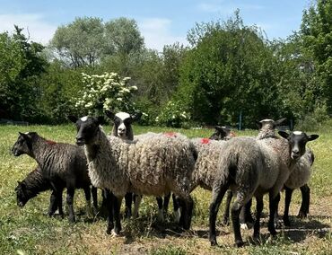 продаю кукуруз: Продаю | Овца (самка), Ягненок, Баран (самец) | Гиссарская, Романовская | Для разведения | Племенные, Котные, Осеменитель