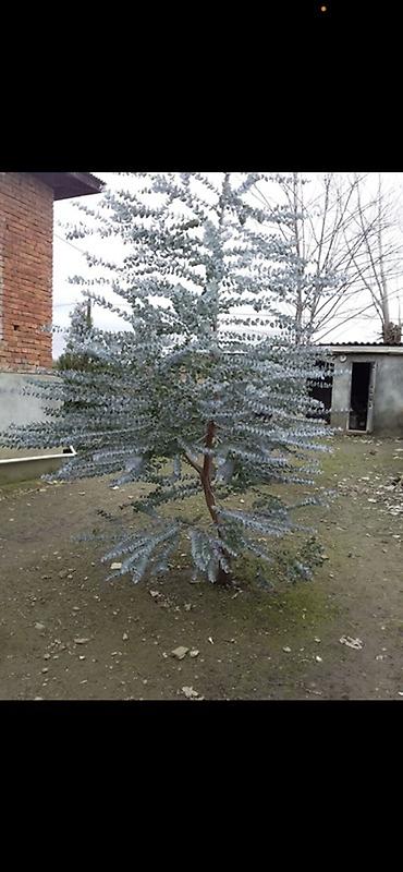 dekarativ agaclar: Məhsul: Ekalipt (Eucalyptus) tingləri – qablarda Təsvir: - Dekorativ — 3