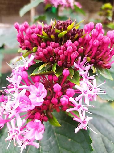 Другие садовые цветы и кустарники: САЖЕНЦЫ многолетников самшита (разные сорта) кустарников магнолии at lalafo.kg — 25 Другие садовые цветы и кустарники: САЖЕНЦЫ многолетников самшита (разные сорта) кустарников магнолии — 25