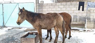 Лошади, кони: Продаю | Жеребенок | Рабочий — 9