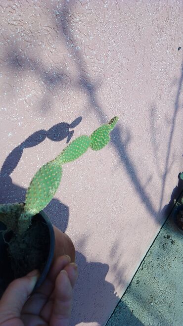 Kaktus: Kaktusi – više vrsta (Opuntia i Mammillaria) - Opuntia (indijske — 11