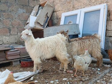 Keçi, çəpiş: Dişi, Zanen, il: 3, Damazlıq, Ünvandan götürmə