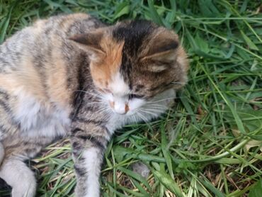 Отдам даром кошку: Кошка даром: Беспородная, 5 лет, Девочка, Кастрирована, Приучена к лотку