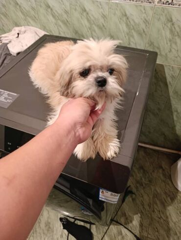 собака гончий: 5 лет, Самка, С прививкой