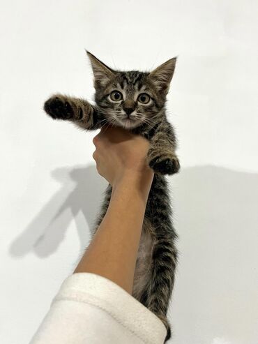 продаю котят бишкек: Кошка даром: Беспородная, 2 месяца, Мальчик