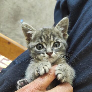 шатланские коты: Отдам в добрые руки
