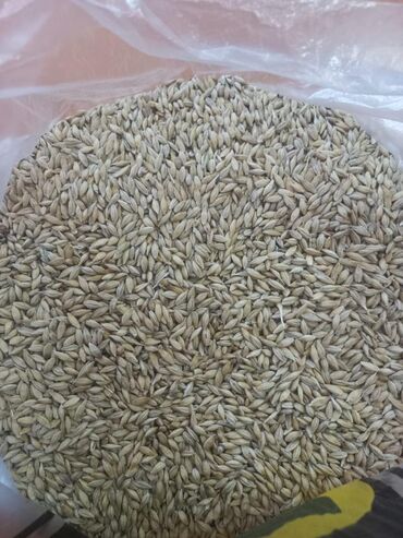 манеж для животных: Продаю арпа ячмень будай пшеница месная мешкованая с погрузкой