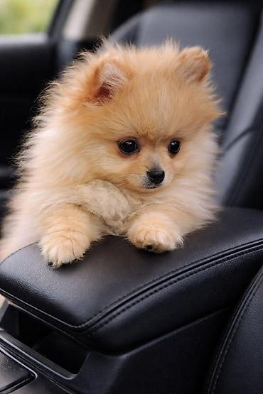 Psi: Pomeranac zenkica. Dostupna prelepa ženkica pomeranca. Starosti 4 mes — 4