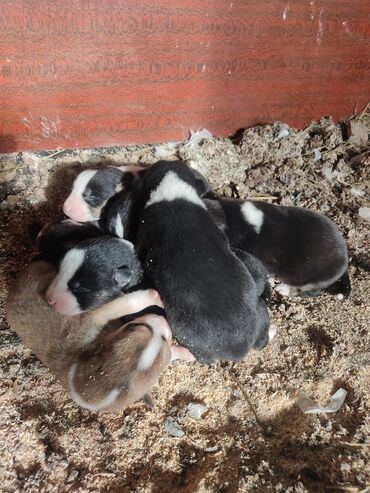 İtlər: Xaski, Erkek — 5