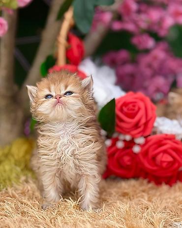 Pişiklər: Fars — 4