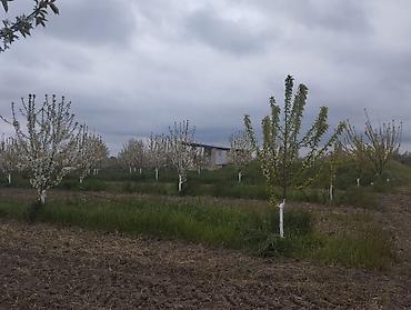 Torpaq sahələrinin satışı: 300 sot, Kupça (Çıxarış) — 17
