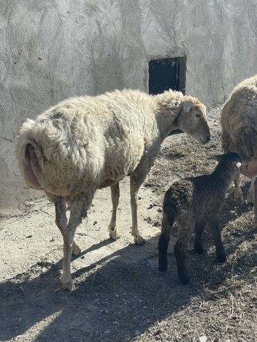 cins ineklerin qiymeti: Qoyunlar satılır 1 ana bala 1 de boğazdı sağlam cavan heyvanlardı