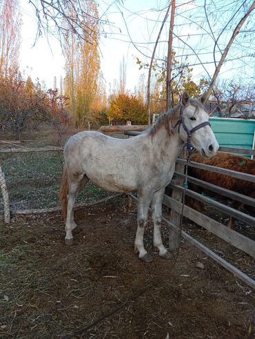 сколько стоит собака породы доберман: Сатам | Жылкы (эркек) | Аргын | Ат спорту | Асыл тукумдуу