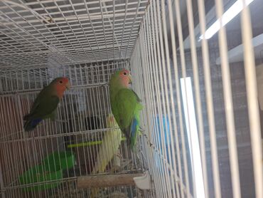 Tutuquşları: Məhsul: Dalmatinka/agapornis (lovebird) papuqayları – müxtəlif rəng — 6