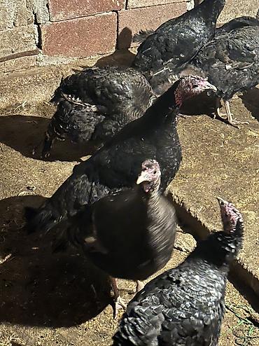 Индюки: Продаю | Индюшка (самка), Индюк (самец), Индюшата | Черный принц, Северокавказская | На забой, Для разведения | Племенные — 9