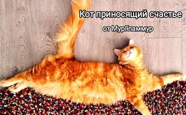 коты вязка: Теперь любой желающий может запустить к себе в дом счастье !!! Рыжий