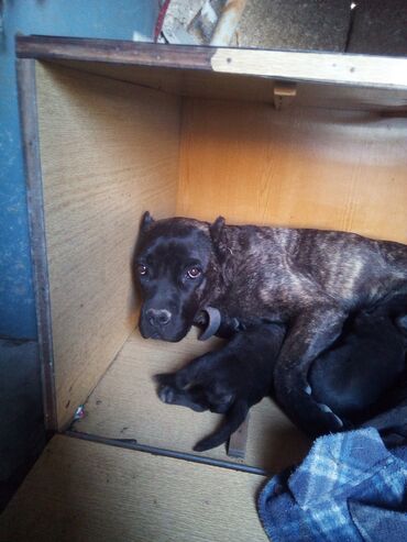Собаки: Кане-корсо, 2 месяца, Самка, С родословной, Самовывоз