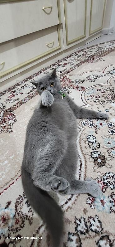 Животные: Мама шотландская скоттиш страйт, короткошёрстная Котята смешанные с — 2