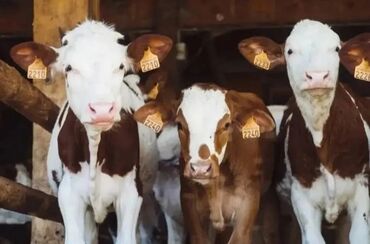 собака бульдок: Продаю | Корова (самка), Тёлка, Музоо, торпок | Герефорд, Голштин, Абердин-ангус | На откорм, Для молока, На забой | Племенные at lalafo.kg собака бульдок: Продаю | Корова (самка), Тёлка, Музоо, торпок | Герефорд, Голштин, Абердин-ангус | На откорм, Для молока, На забой | Племенные