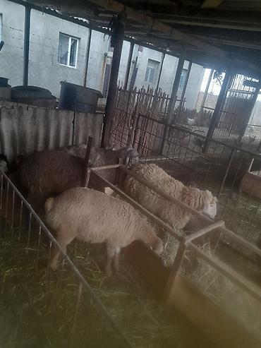 Qoyunlar, qoçlar: Qoyun və quzu sürüsü - Növlər: müxtəlif rəngli yerli ətlik-yunlu — 1