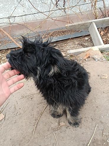 Продажа собак: Отдам в добрые руки!. Щенки маленькой породы/метиса. Пушистая шерсть — 6