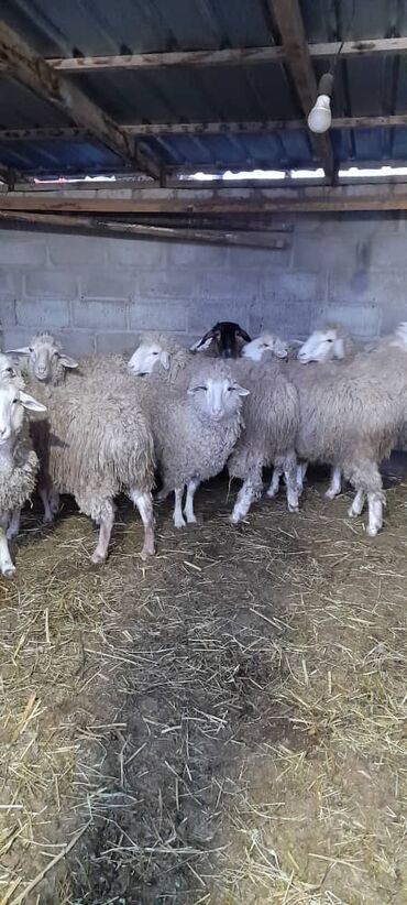 стрижка овец сокулук: Продаю | Овца (самка), Баран (самец)