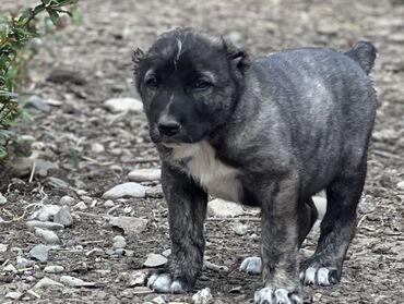 itlerin sekisi: Kanqal, 3 ay, Erkek, Peyvəndli, Ünvandan götürmə