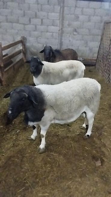Баран, овца: Продаю | Баран (самец) | Для разведения | Племенные — 2