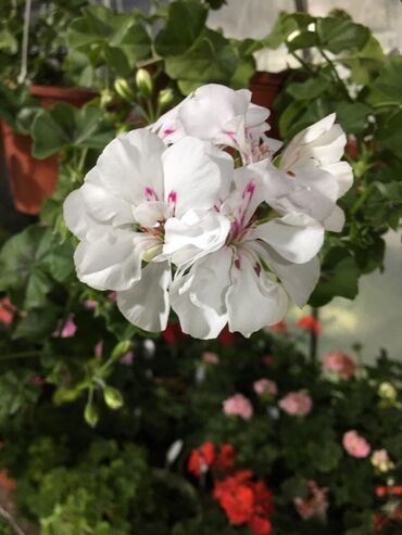 Другие комнатные растения: Пеларгония (плющелистная) — 16