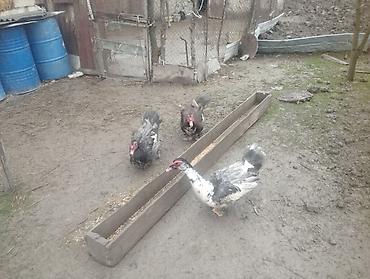 tap az goyercin satisi: Satılır:macar ve krasnadar ordeklerinin balalari satilir hind — 3