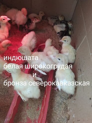 сумка для животных: Продаю | Индюшата | Северокавказская | Для разведения