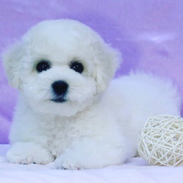 собаку объявление продам: Бишон (Bishon Frize) Продаются щенки Бишон Фризе. Щенки этой породы