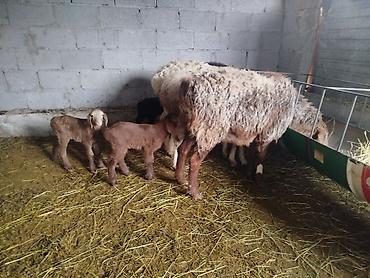 Баран, овца: Продаю | Баран (самец) — 2