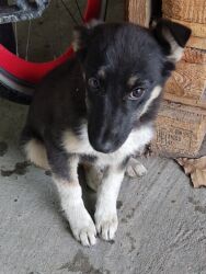 отдам даром вислоухого котенка: Отдам даром щенка. Девочка, 3 месяца at lalafo.kg отдам даром вислоухого котенка: Отдам даром щенка. Девочка, 3 месяца