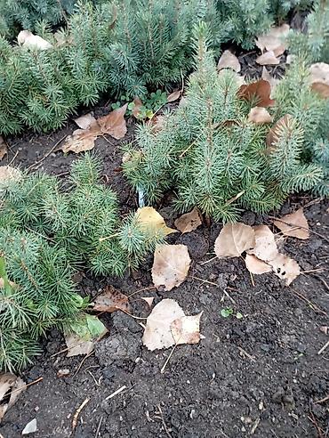 Ель: Ель голубая (Picea pungens, Blue Spruce) — саженцы из питомника — 15