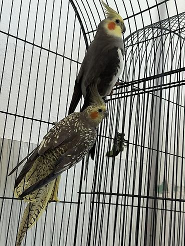 qara mal: Satılan məhsul iki ədəd nimfa papuqayıdır (cockatiel). Quşların biri — 2