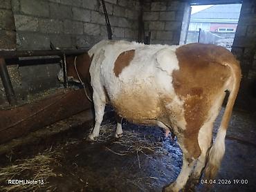 bakida cins ineklerin satisi: Salam simental mələzidi 4 cu qarindi dişi baladi 15 günlük du baladan — 4