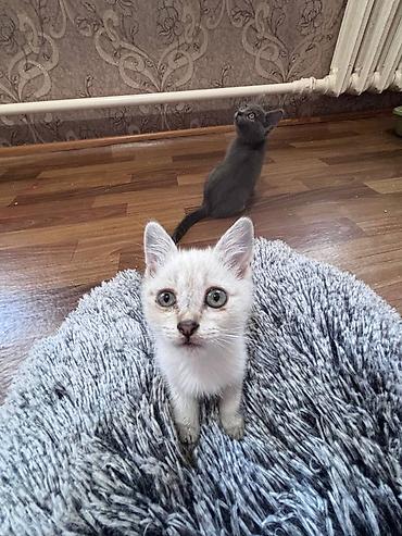 баранина живой: 🐾 **Отдам котят в добрые и заботливые руки!** 🐾 У нас **6 котят** — — 7