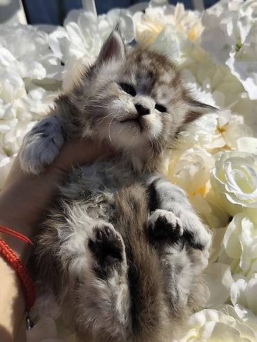 Продажа кошек: Предлагаются котята мейн-куна,в шикарном типе🧿🧿🧿🧿🧿 Котята рождены от — 4