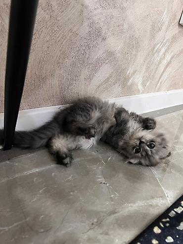 сиамский вислоухий кот: Скотиш Фолд (Шотландская вислоухая), 2 месяца, Девочка, Серебристая шиншилла, Приучена к лотку — 6