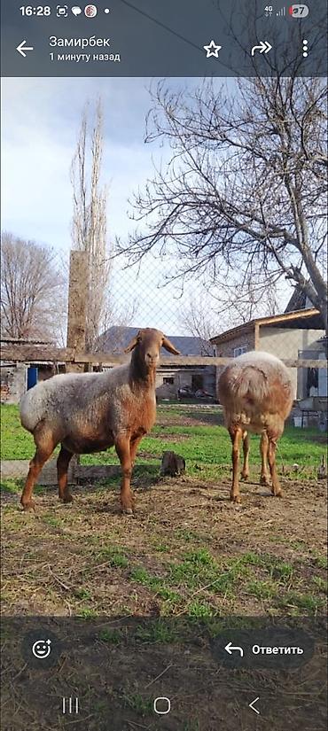 Баран, овца: Продаю | Баран (самец) | Для разведения — 8