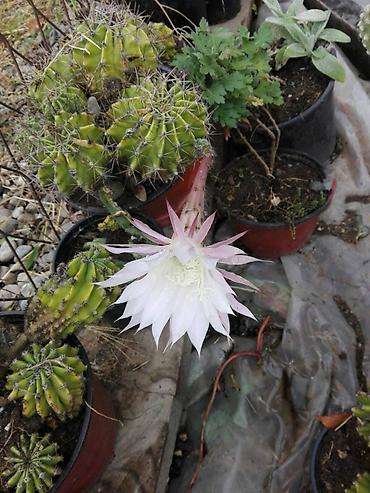 Kaktus: Kaktusi — 5