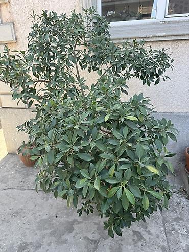 комнатные растения бишкек инстаграм: 🌿 Фикус Микрокарпа, 10 лет 🥰 Высота - 1,70 м. Красивое взрослое — 2