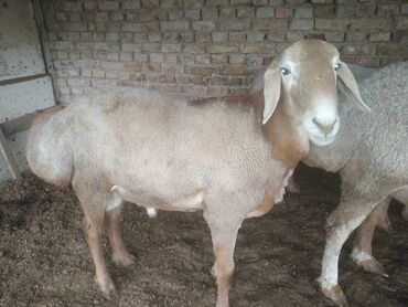 Другие животные: Кара-Балта 
продаю баран возраст 1 год 
линия Широкого