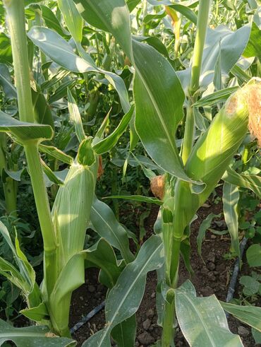продам мебель бу: Продаю сладкую 🌽 сорт драйвер с огорода15 сом4000штук